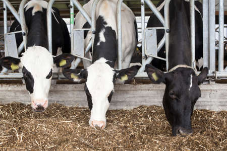 black and white cows in barn feed on prepared grassの写真素材