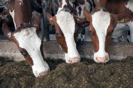 heads of three red brown cows feeding on prepared grass in dutch loose house stableの写真素材