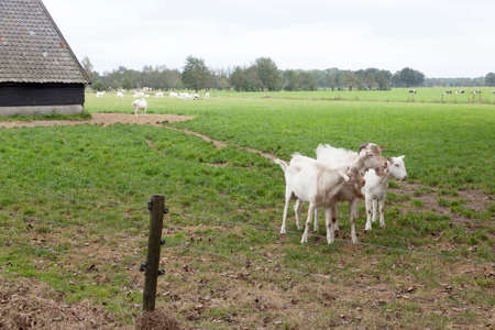 white goats and barn in dutch green meadow near Woudenberg in the province of Utrechtの写真素材