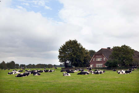 black and white cows in meadow near farm house in the netherlands on Utrechtse Heuvelrug in province of Utrechtのeditorial素材