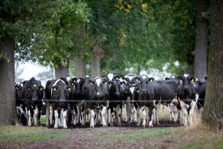 black and white cows closeup in field between trees in the dutch province of utrechtの写真素材