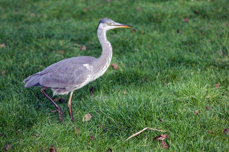 grey heron in the grass of a meadow in the netherlandsの写真素材