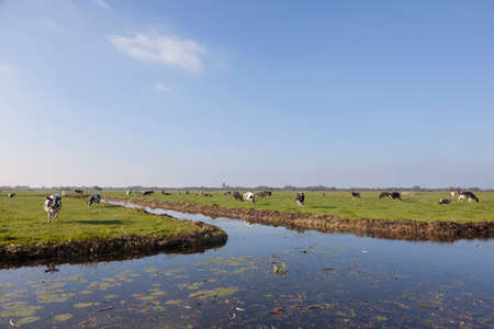 black and white cows behind canal in green dutch meadow near Vinkeveen in the netherlandsの写真素材