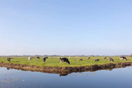black and white cows behind canal in green dutch meadow near Vinkeveen in the netherlandsの写真素材