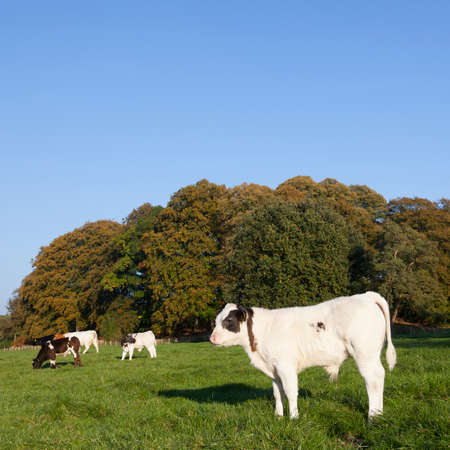 young bull calfs and cow in green meadow with cow in the background near Driebergen in the Netherlandsの写真素材