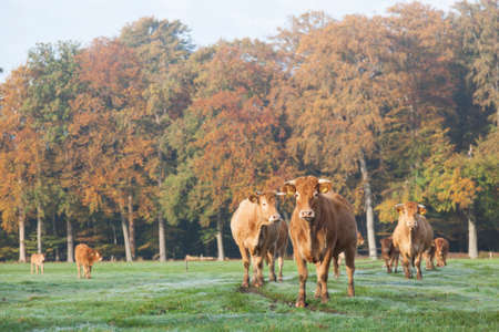 limousin cows in dutch meadow before autumn forest in warm morning light on utrechtse heuvelrug near Doornの写真素材