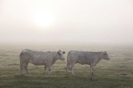 two white meat cows in early moring misty meadow in the netherlandsの写真素材