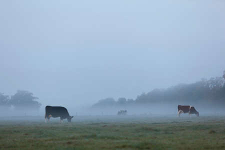spotted cows in early moring misty meadow in the netherlandsの写真素材