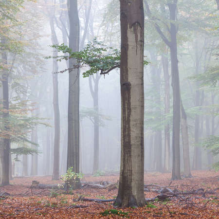 misty early morning beech forest in the netherlands near utrecht on utrechtse heuvelrug in the fallの写真素材