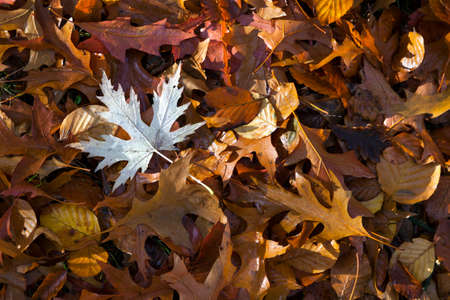 wet leaves of maple, beech, oak on forest floor in the autumnの写真素材