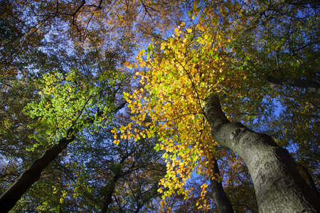 yellow autumn beech leaves and bright blue sky during fall in forestの写真素材