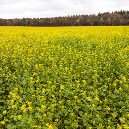 square picture of blossoming yellow mustard seed on field near forest in autumn color near arnhem in the netherlandsの写真素材