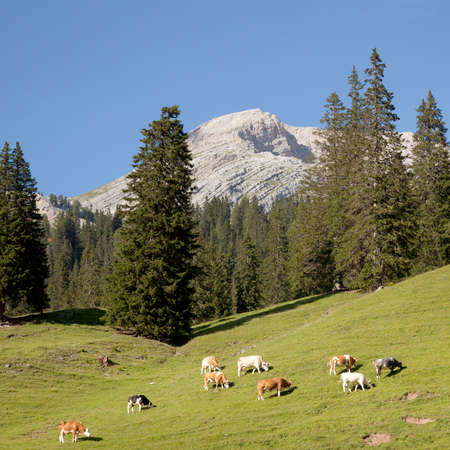 cows graze in the mountains of the italian dolomites under blue skyの写真素材