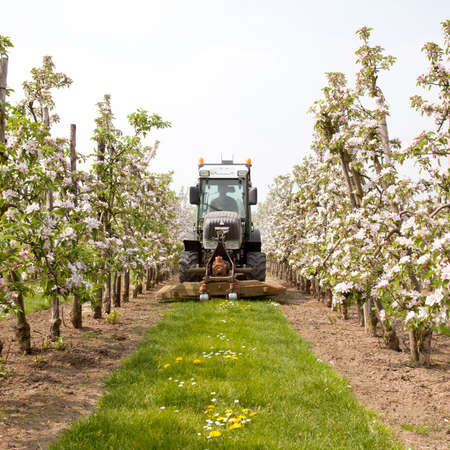 mowing grass in blossoming orchard in The Netherlands near Utrechtの写真素材