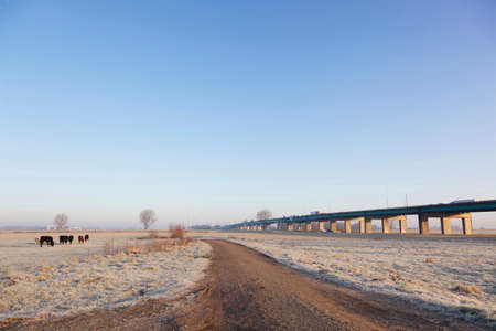 young cows in wintry meadow in floodplains of river Lek near Vianen in the netherlands and bridge of highway A27の写真素材