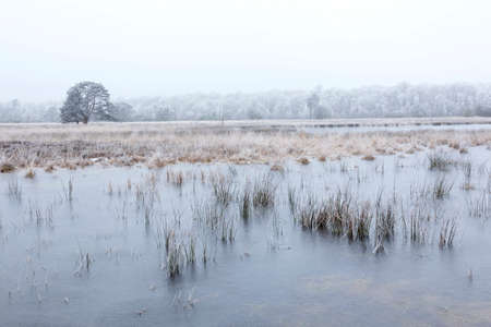frozen lakes and lonely tree on leersumseveld in winter in the netherlands near utrechtの写真素材