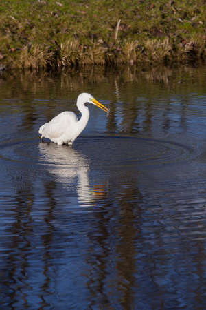 great white egret wades with small fish in dutch canal in warm sunlightの写真素材