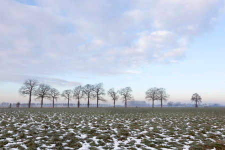green meadow with patches of snow and tree line near Wageningen in The Netherlandsの写真素材