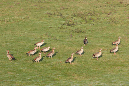 egyptiqan geese in green grassy meadow in the netherlands in winter timeの写真素材