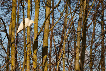 great white egret on branch between trees in warm sunlightの写真素材