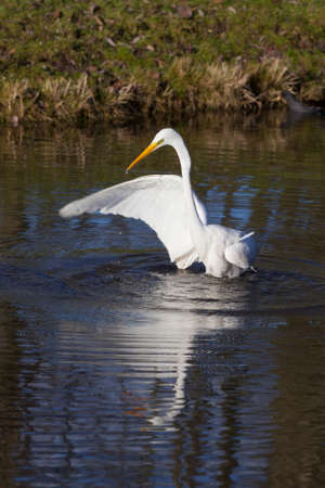 great white egret flaps wing and wades in dutch canal in warm sunlightの写真素材