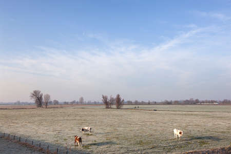 red and white cows in wintry meadow in floodplains of river Lek between Lexmond and Ameide in the netherlandsの写真素材
