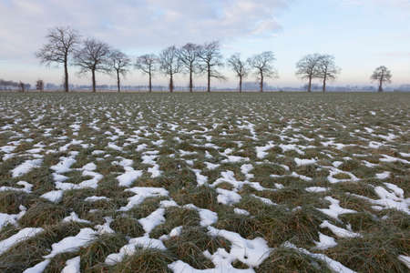 green meadow with patches of snow and tree line near Wageningen in The Netherlandsの写真素材
