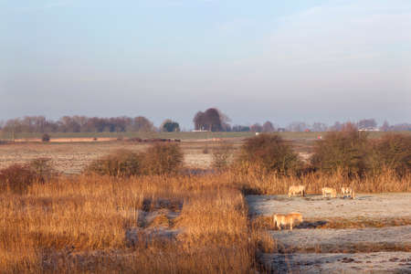 horses in wintry meadow in floodplains of river Lek near Vianen in the netherlandsの写真素材