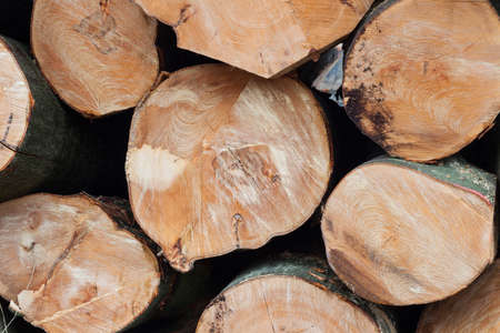 stack of freshly sawn beech logs in closeup on horizontal pictureの写真素材