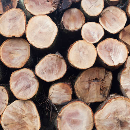 stack of beech logs in closeup on square pictureの写真素材