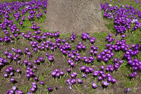 purple crocusses aroud trunk of oak tree on sunny day in springの写真素材