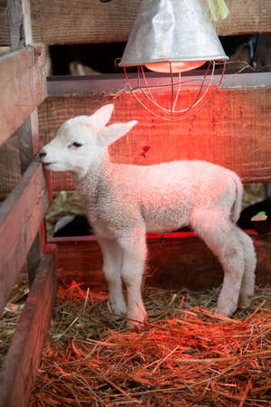 white lamb on straw under heat lamp in barn of organic farm in the netherlands