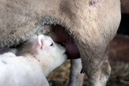 closeup of young lamb drinking milk from udder of mother sheep inside barn on straw on organic farm in the netherlandsの写真素材