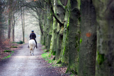 row of beech trees with moss and woman on horse in forestの写真素材