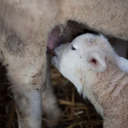 closeup of lamb head drinking from udder of ewe on straw in barn