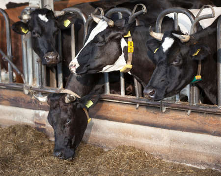 black and white holstein cows feed in half open stable on organic farm in the netherlandsのeditorial素材