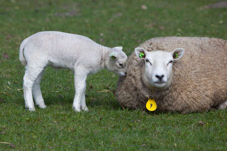 ewe lies in fresh green grass of meadow with lamb sniffing motherのeditorial素材