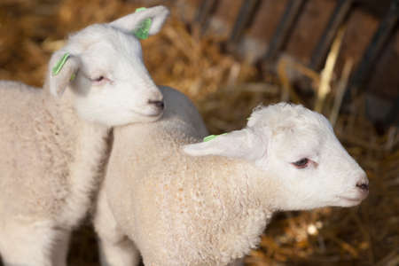 two newborn lambs on straw inside barn on organic farm in the netherlandsの写真素材