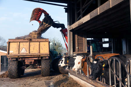 manure is being loaded on cart behind tractor on organic cattle farm in the netherlands