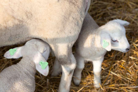two newborn lambs on straw drink milk from mother ewe on organic farm in hollandの写真素材