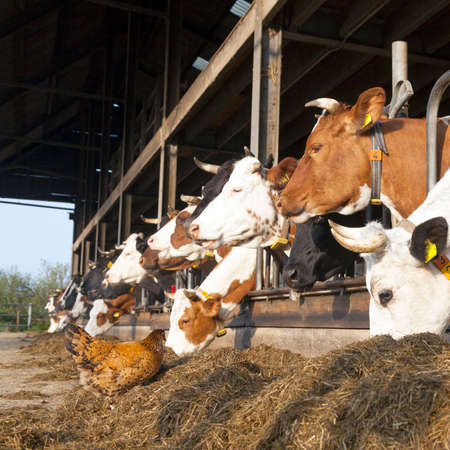 chicken stands outside barn full of feeding cows at organic dutch farm in the netherlandsの写真素材