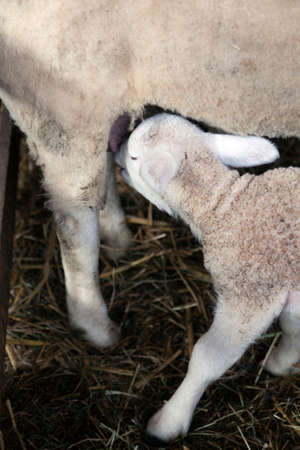 young lamb drinks from udder of ewe in barnの写真素材