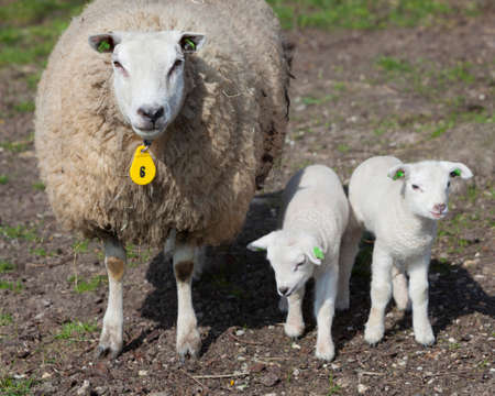 ewe number six stands in meadow with two lambs and looksの写真素材