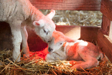 two newborn lambs on straw under red light of heat lamp on organic farm in the netherlandsの写真素材