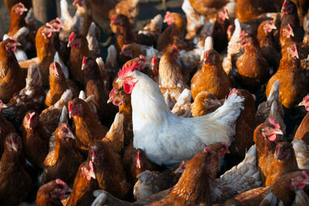 free roaming brown chicken on organic farm in poultry barn in sunshine with white rooster in the middleの写真素材