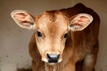 brown limousin calf stands in shelter on straw on organic farm in the netherlandsの写真素材