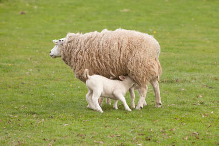 lamb drinks from mother sheep in green grassy meadowの写真素材