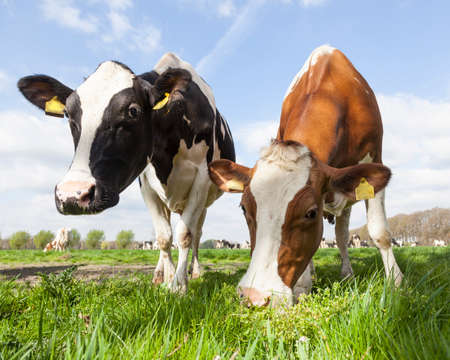 closeup of black red and white cows in dutch meadow on sunny spring day in the netherlands near veenendeaal and renswoudeの写真素材