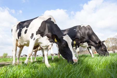closeup of black and white cows in dutch meadow on sunny spring day in the netherlands near veenendeaal and renswoudeの写真素材