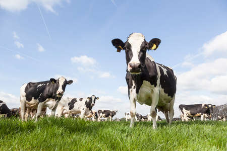 closeup of black and white cows in dutch meadow on sunny spring day in the netherlandsの写真素材